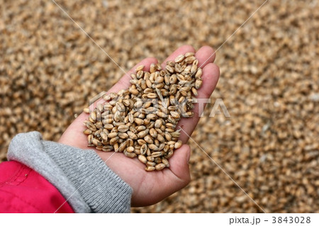 corn fleld harvest 3843028