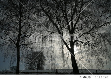 winter trees 3843858