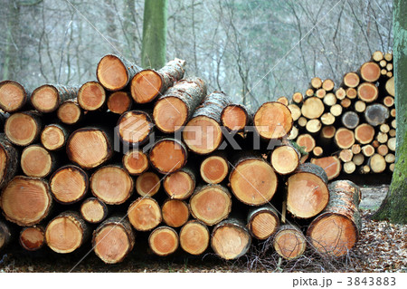 tree trunk tree trunk 3843883
