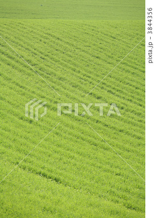 grass 3844356