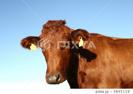 danish cows danish cows 3845119