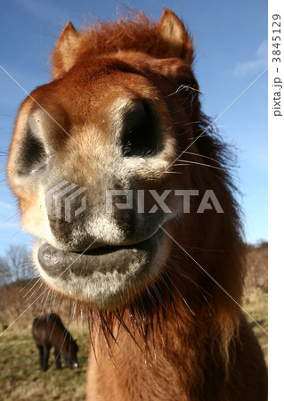 danish horses 3845129