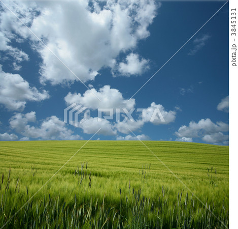 corn fleld 3845131