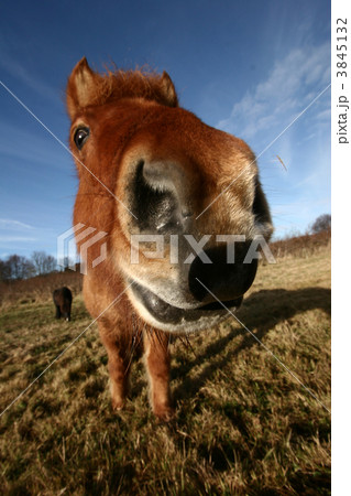 danish horses 3845132