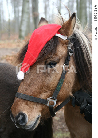 xmas horses xmas horses 3845136