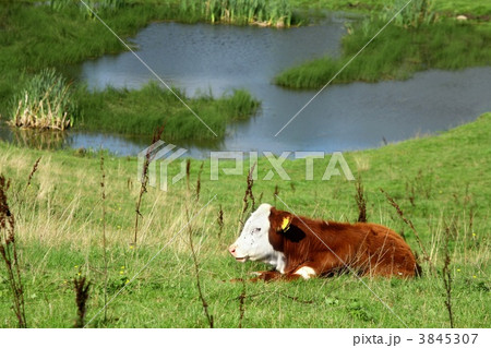 danish cows danish cows 3845307
