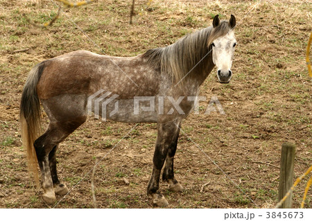 danish horses 3845673
