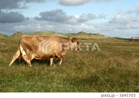 cow in denmark 3845703