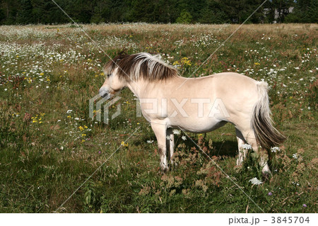 danish horses 01 danish horses 01 3845704