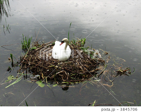 swans 3845706