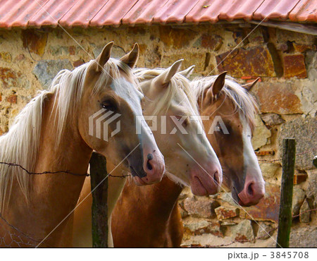 tree horses tree horses 3845708
