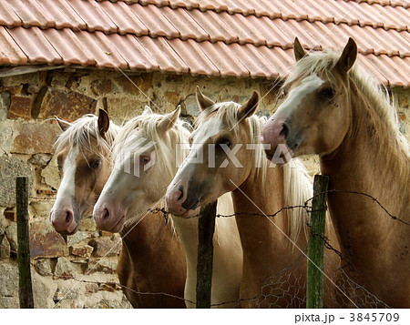four horses four horses 3845709