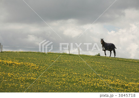 danish horses 3845718
