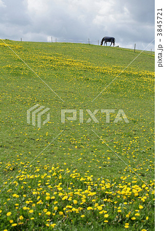 danish horses 3845721