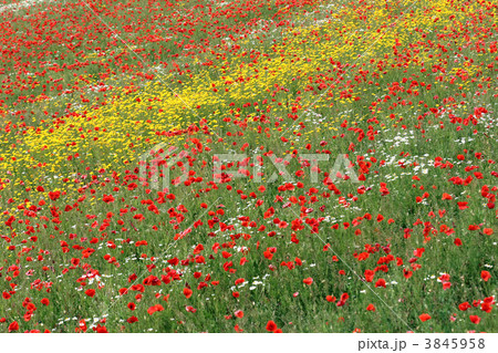 poppies 3845958
