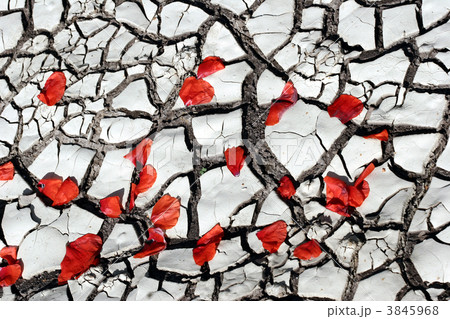 flowers flowers 3845968