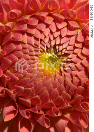 flowers flowers 3846049