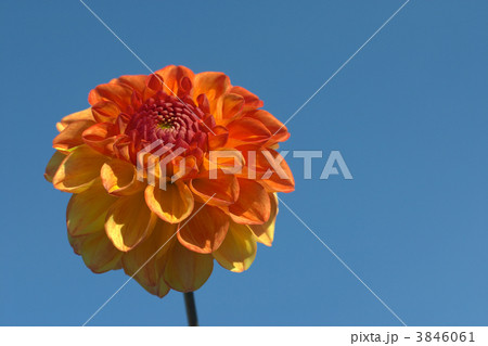 flowers 3846061