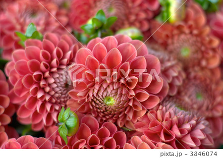 flowers flowers 3846074