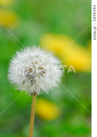 たんぽぽの綿帽子 わた毛(学名:Taraxacum) たんぽぽの綿帽子 わた毛(学名:Taraxacum) 3846364