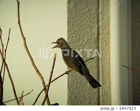 さえずるヒヨドリ 3847825