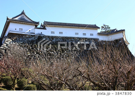 高知城本丸を御台所屋敷跡梅林から望む 3847830