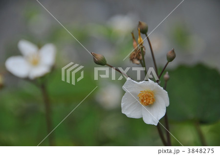 シラユキゲシ 3848275