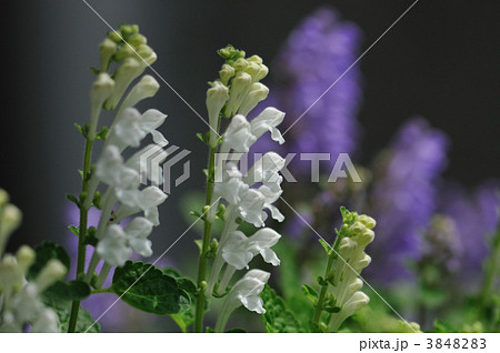 タツナミソウ タツナミソウ 3848283