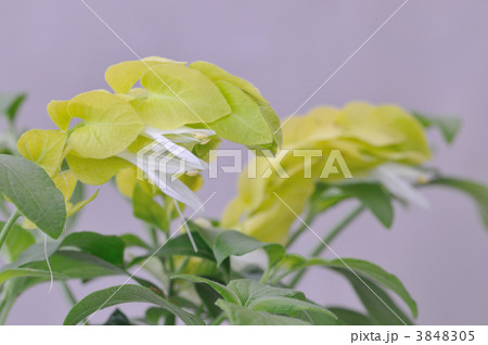 ベロペロネ 3848305