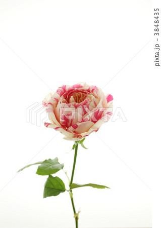 rose/パーティラナンキュラ rose/パーティラナンキュラ 3848435