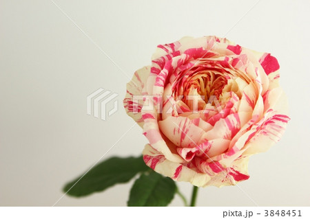rose/パーティラナンキュラ rose/パーティラナンキュラ 3848451