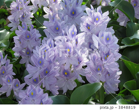 ホテイアオイ ホテイアオイ 3848819