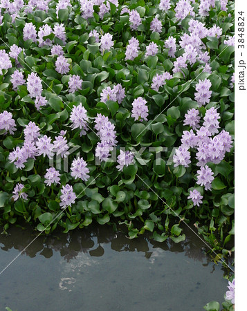 ホテイアオイ ホテイアオイ 3848824