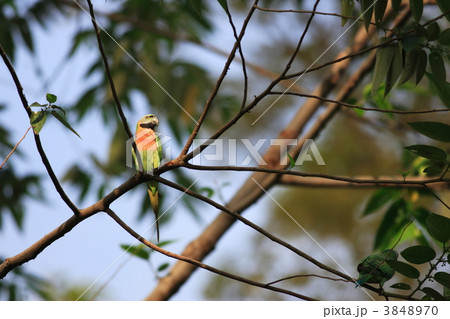 ダルマインコ 3848970