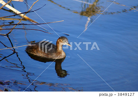 鳰　カイツブリビックリ目になってます。 3849127