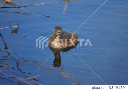 鳰カイツブリ ポチャッとした感じがかわいいです。 鳰カイツブリ ポチャッとした感じがかわいいです。 3849129