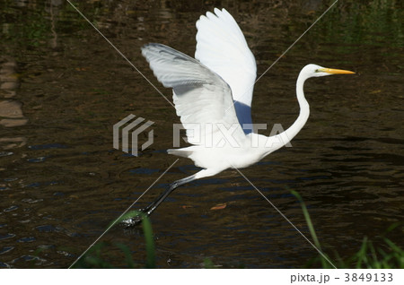 大鷺　飛立ち 3849133