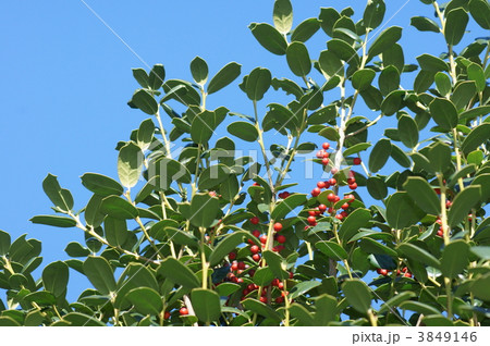 矢羽柊黐ヤバネヒイラギモチと申します。 矢羽柊黐ヤバネヒイラギモチと申します。 3849146