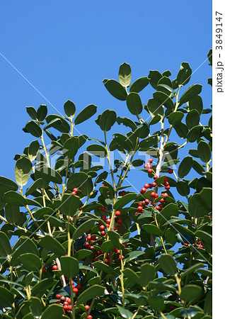 矢羽柊黐ヤバネヒイラギモチと申します。 矢羽柊黐ヤバネヒイラギモチと申します。 3849147