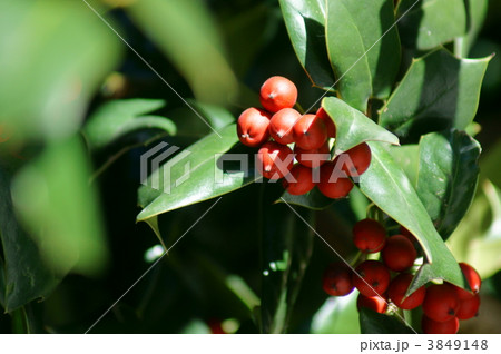 矢羽柊黐ヤバネヒイラギモチの真っ赤な実 3849148