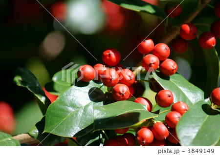 矢羽柊黐ヤバネヒイラギモチの真っ赤な実 3849149