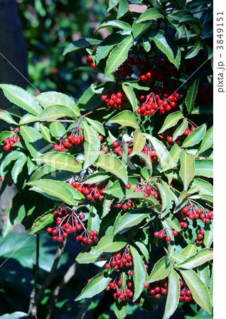 万両の真っ赤な実 3849151