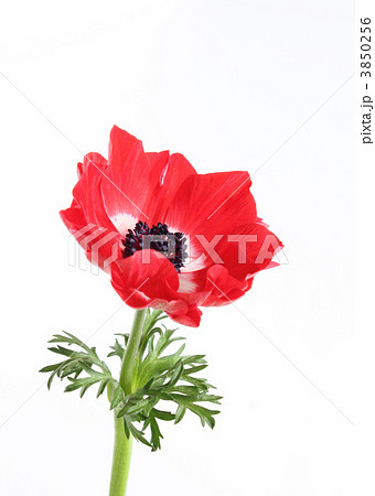 赤いアネモネ(縦1) 赤いアネモネ(縦1) 3850256