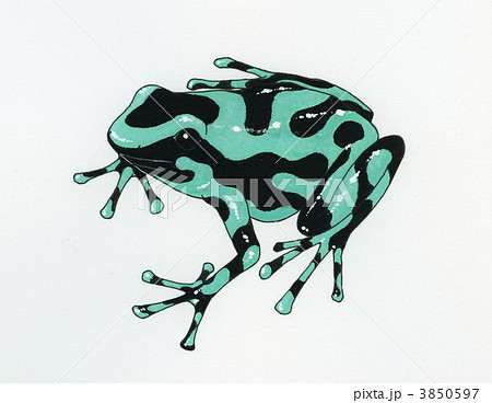 マダラヤドクガエル 斑矢毒蛙 ヤドクガエルのイラスト素材