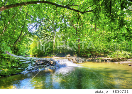 Stream in the forest Stream in the forest 3850731