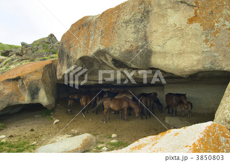 horses 3850803