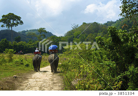 elephants elephants 3851334
