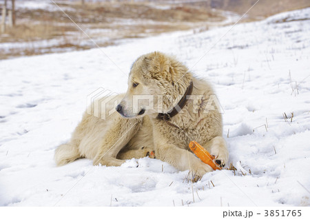 The dog eats a carrot 3851765