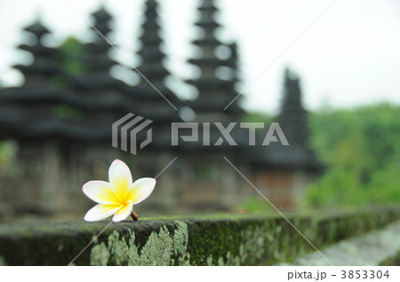 タマンアユンの花 タマンアユンの花 3853304