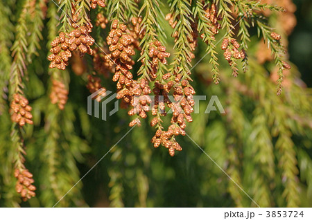 杉の実 杉の雄花 杉花粉症 杉の実 杉の雄花 杉花粉症 3853724